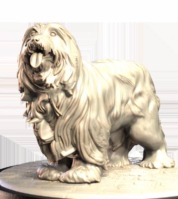 Bearded Collie (2)